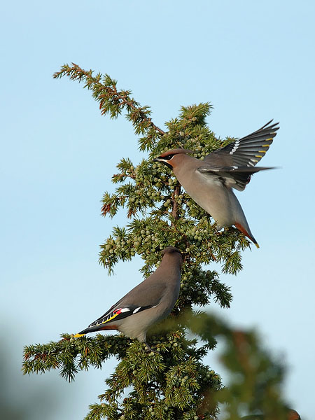Tilhi, Bohemian Waxwing, Bombycilla garrulus